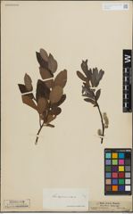 Foto von Salix lapponum L. x Salix silesiaca Willd.